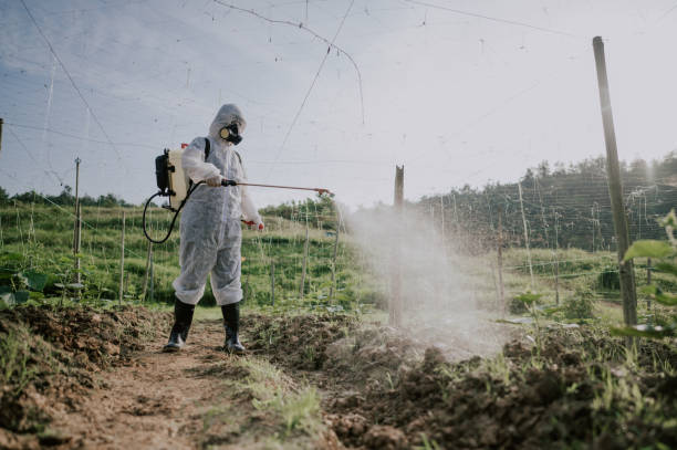 Best Ant Control Services  in Keeseville, NY